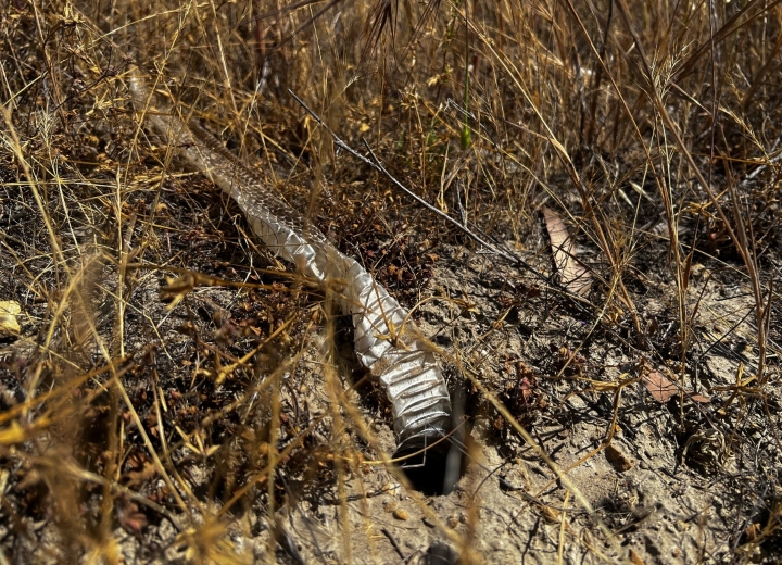 Shed Snake Skin
